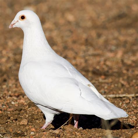 鴿屬|鴿子(鳩鴿科鴿屬鳥類統稱):動物介紹,形態特徵,生活習性,生理特性,。